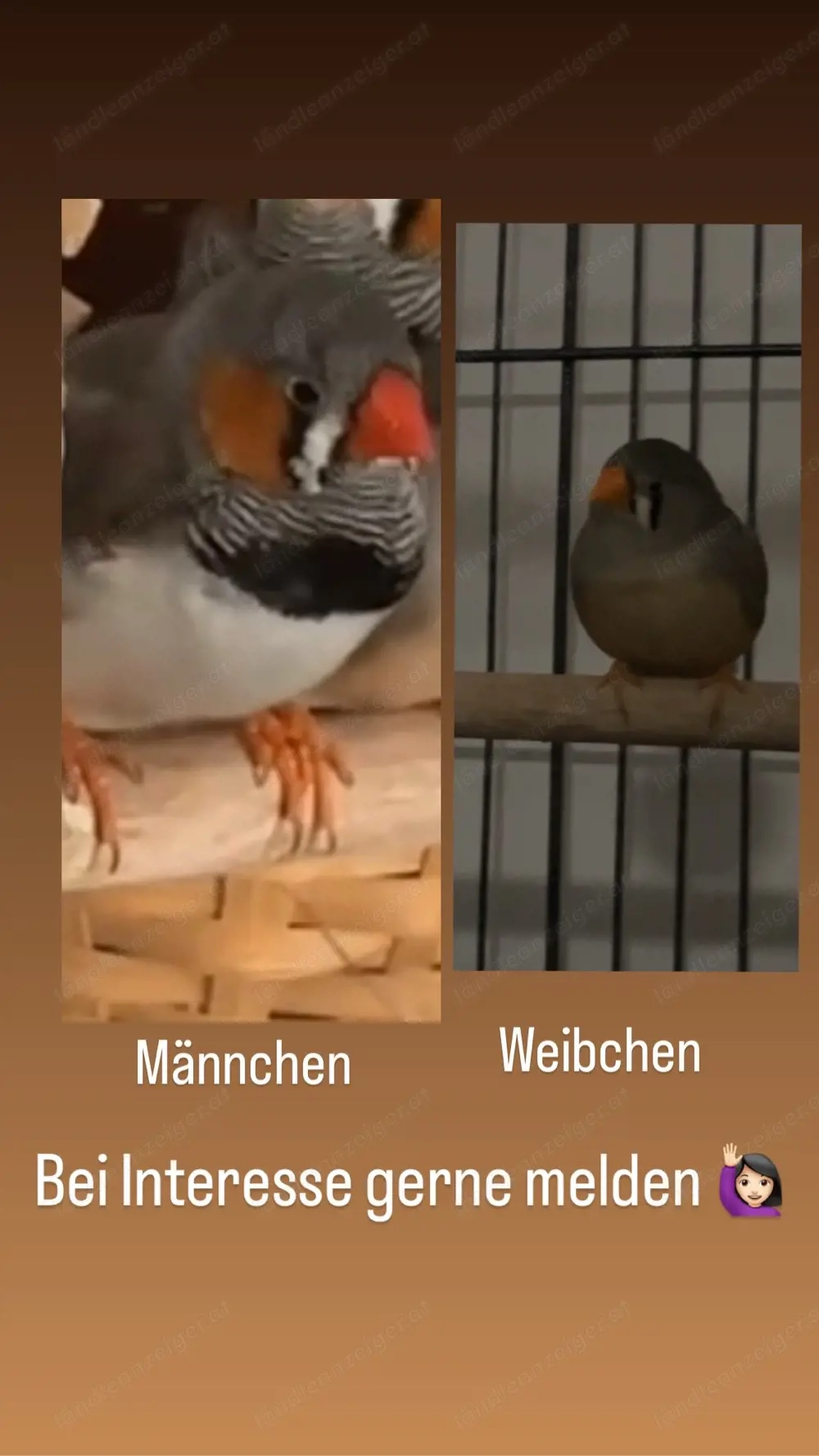 Zebrafinken Pärchen zu verkaufen   80 