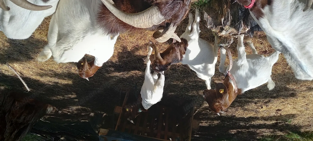 Burenziegen zu verkaufen