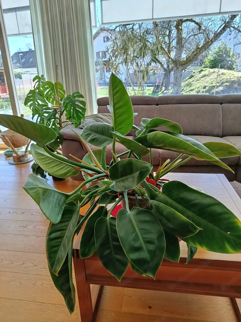 Hausblume: Philodendron