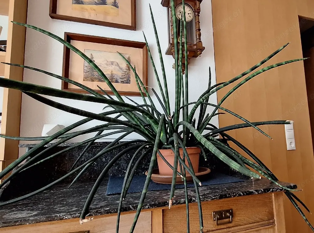 Bogenhanf Sansevieria
