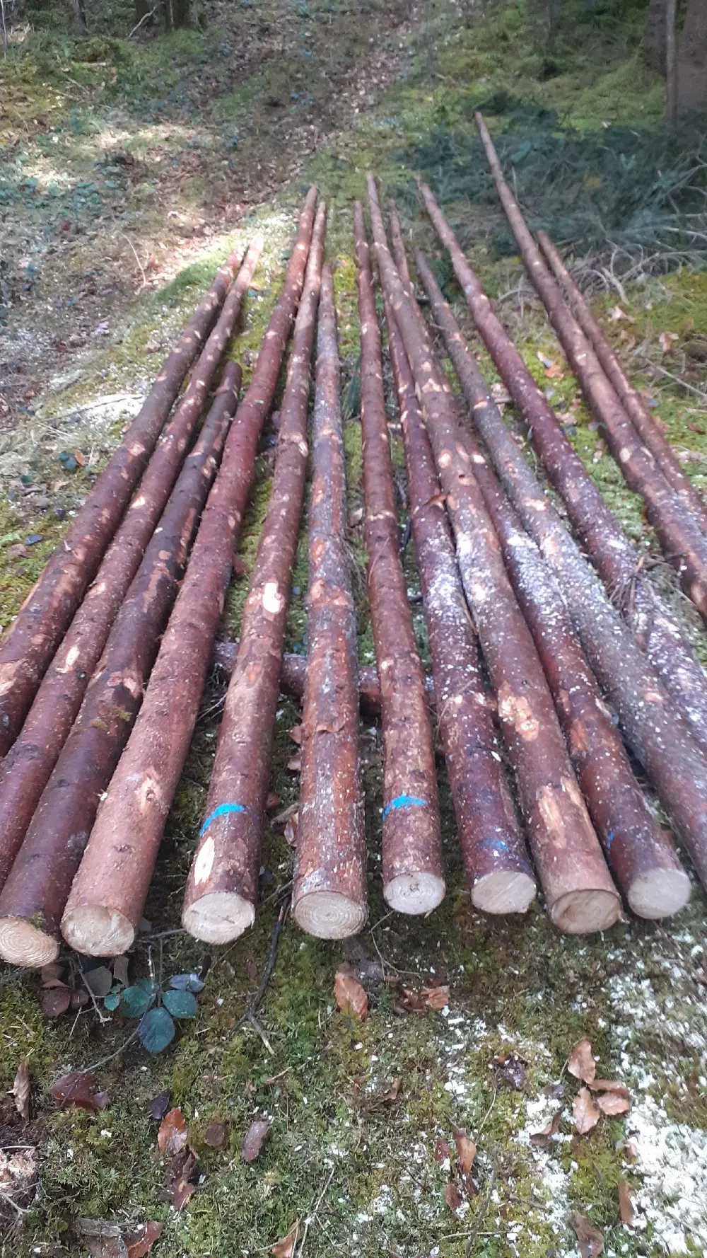 Holzlatten für Pfähle 