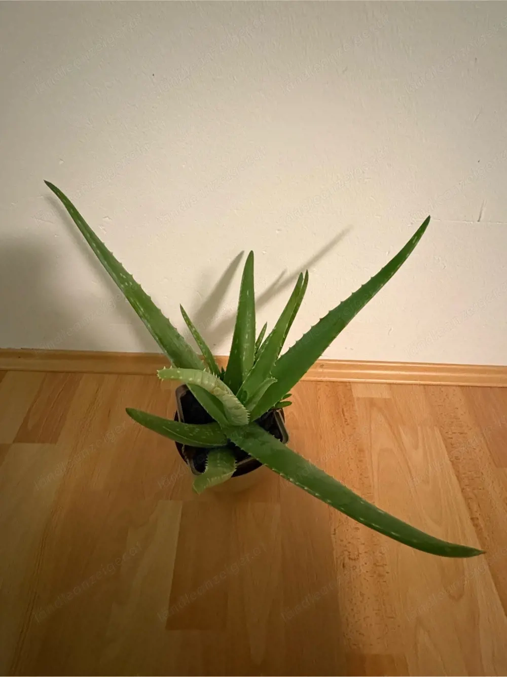 Zimmerpflanze (Aloe Vera)