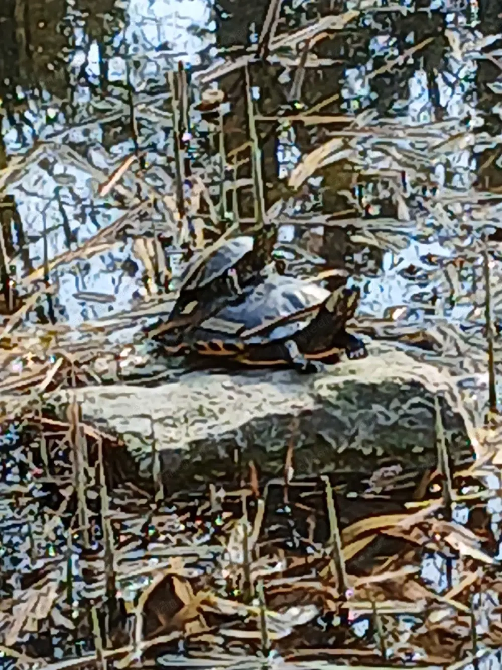 M75 mag,F.finden unsere nippel gegenseitig reizen