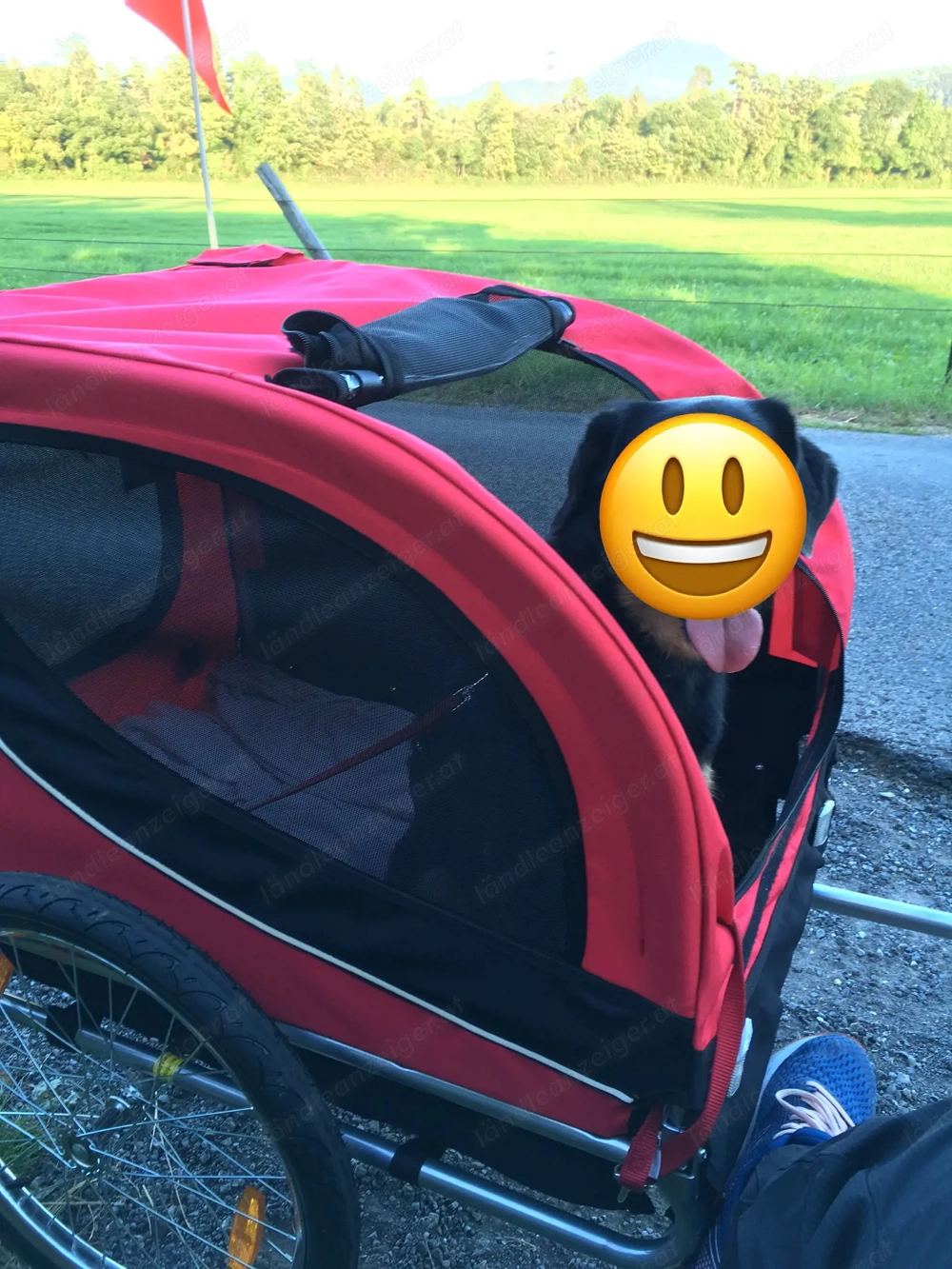 Hunde Fahrradanhänger Kiki