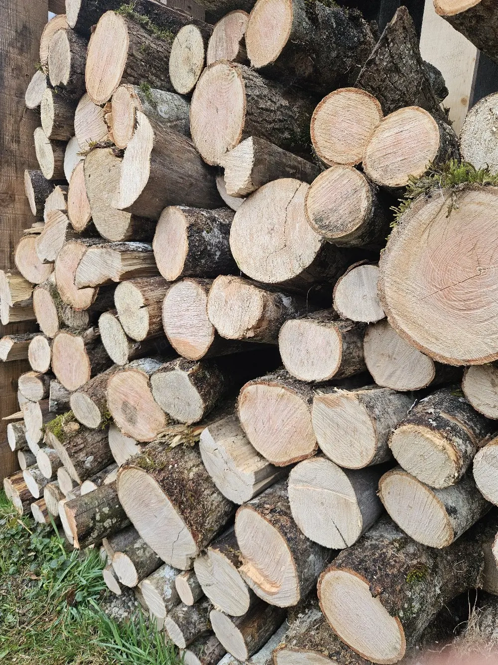 Brennholz Esche 50cm abgelängt