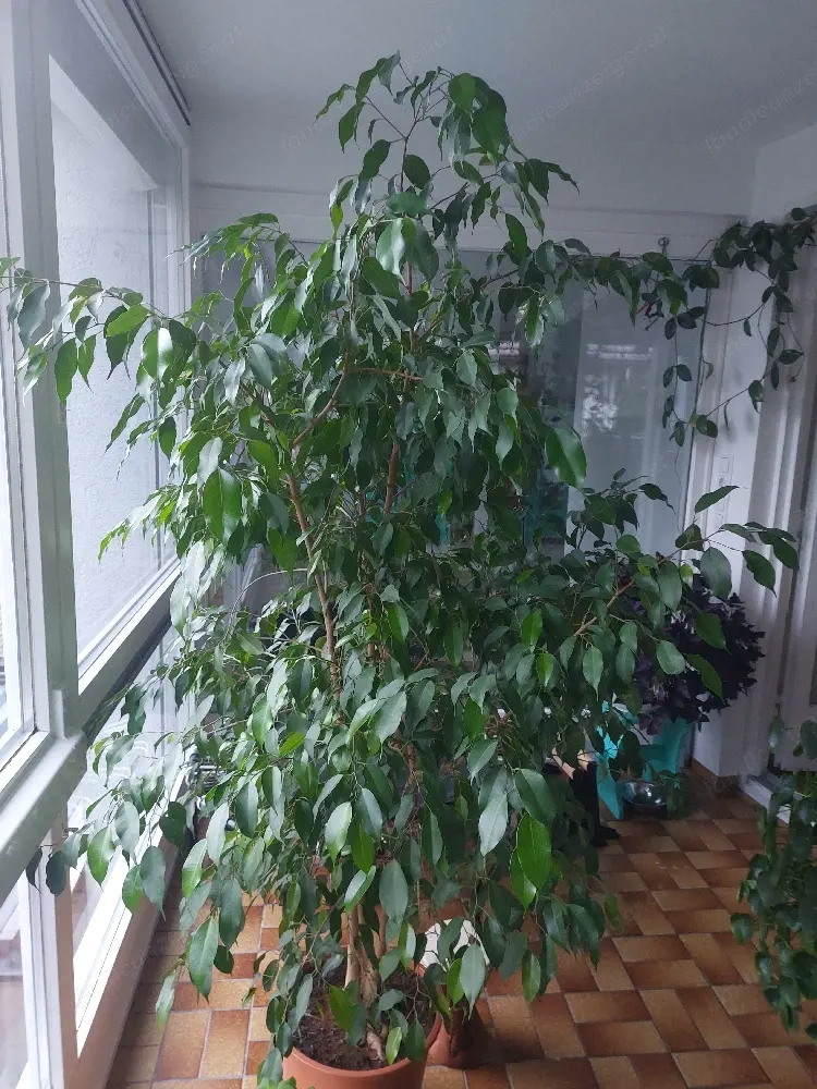 Benjamin gummibaum Baum 