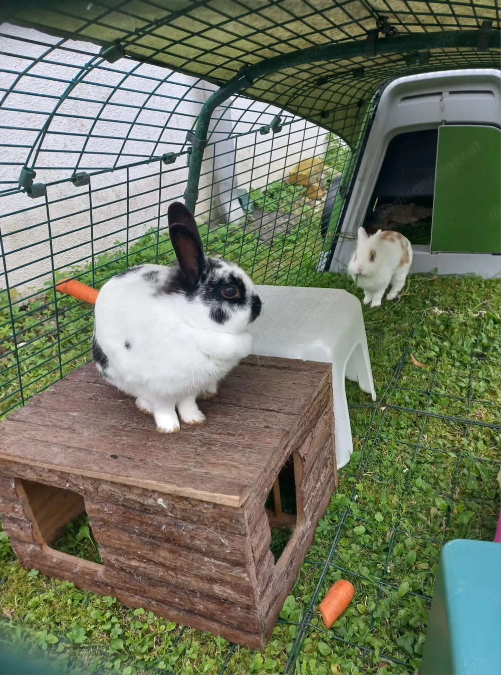 Hasenstall sicher+winterfest EGLU GO omlet