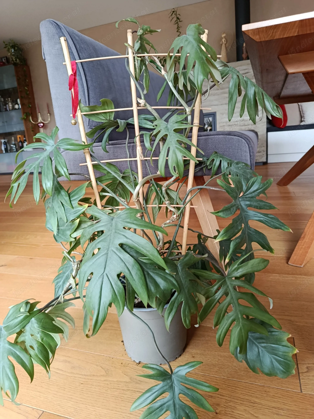 Blumen zum verkaufen 