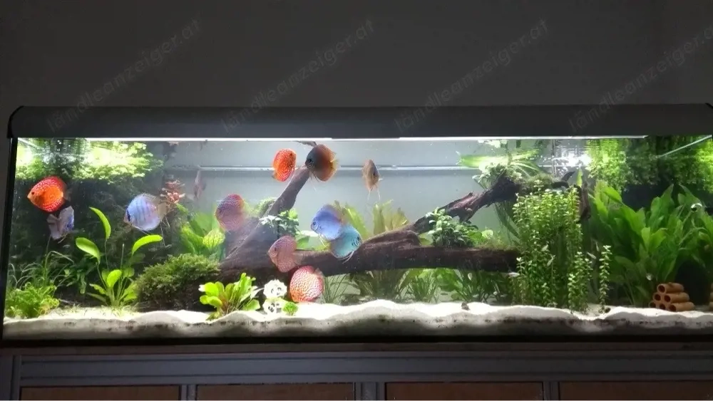 700L Aquarium 200x60x60 mit Unterschrank und Beleuchtung