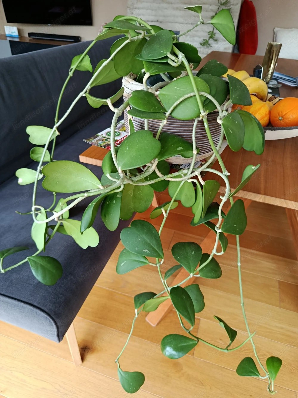 Blumen zum verkaufen 