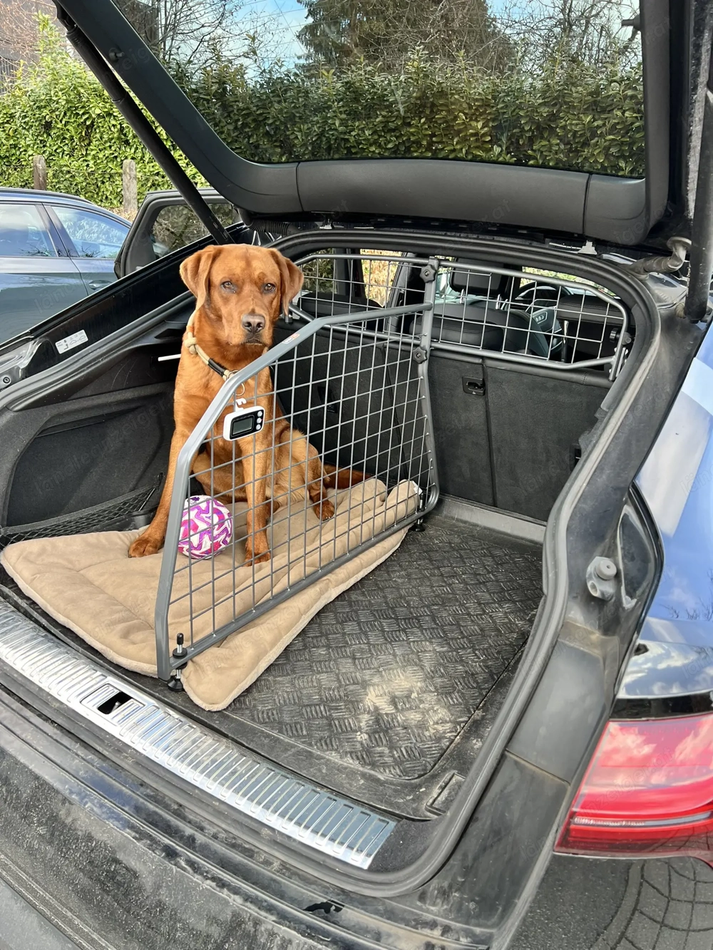 Kofferraum Audi sportback e-tron & Q8 e-tron Hundegitter & Trenngitter