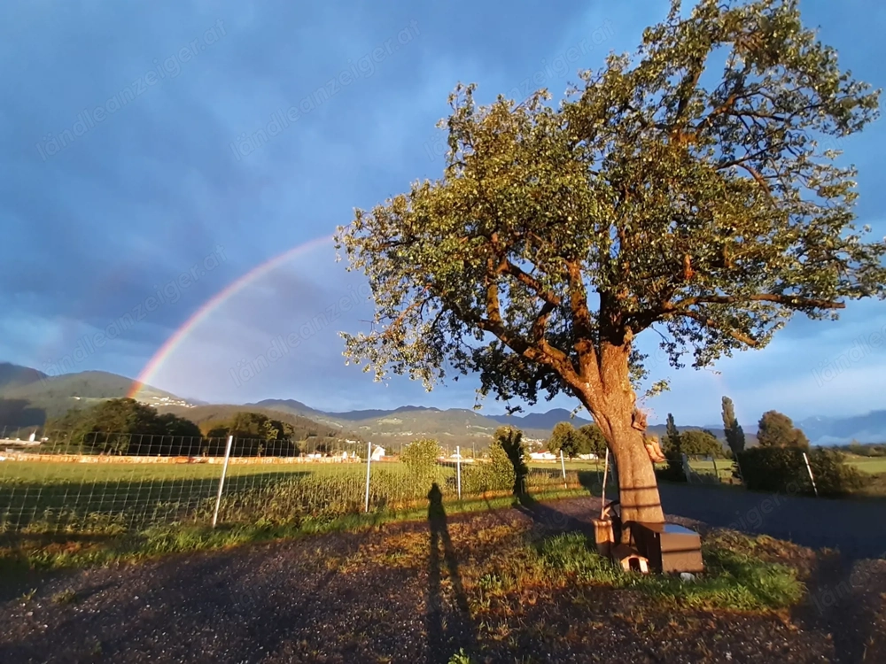 Offenstallplatz zu vergeben 
