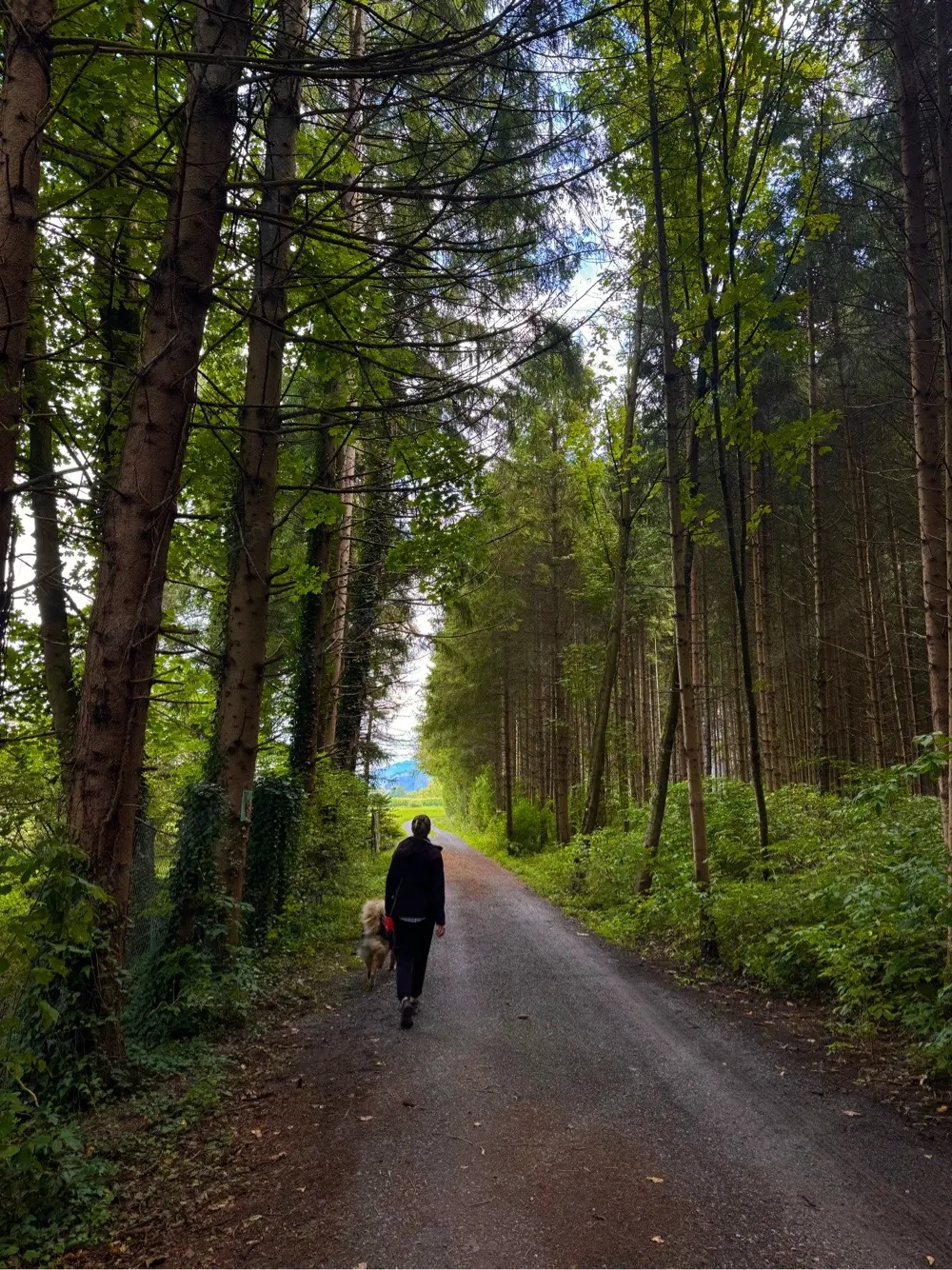 Zuverlässige & liebevolle Hundebetreuung