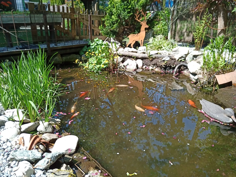 Teichfische kostenlos abzugeben 