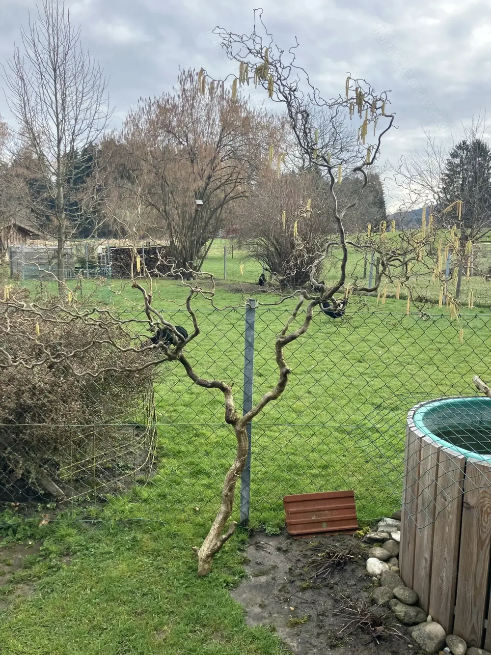 Korkenzieherhasel Ast zur Deko