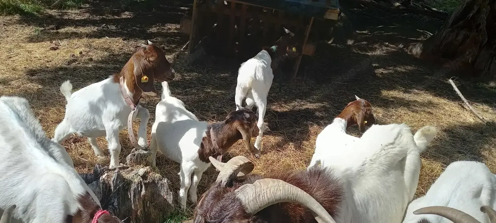 Burenziegen zu verkaufen