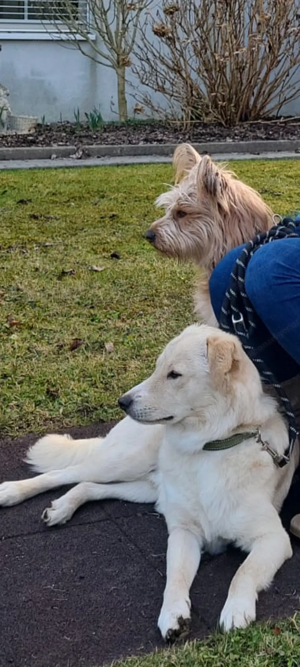 Hundesitting in Feldkirch