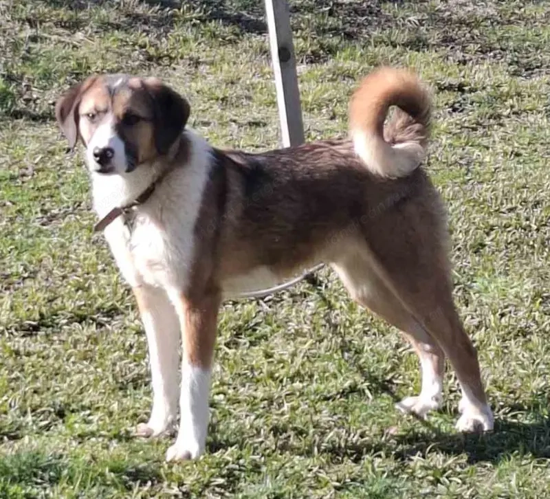 Browny möchte Teil IHRER Familie werden