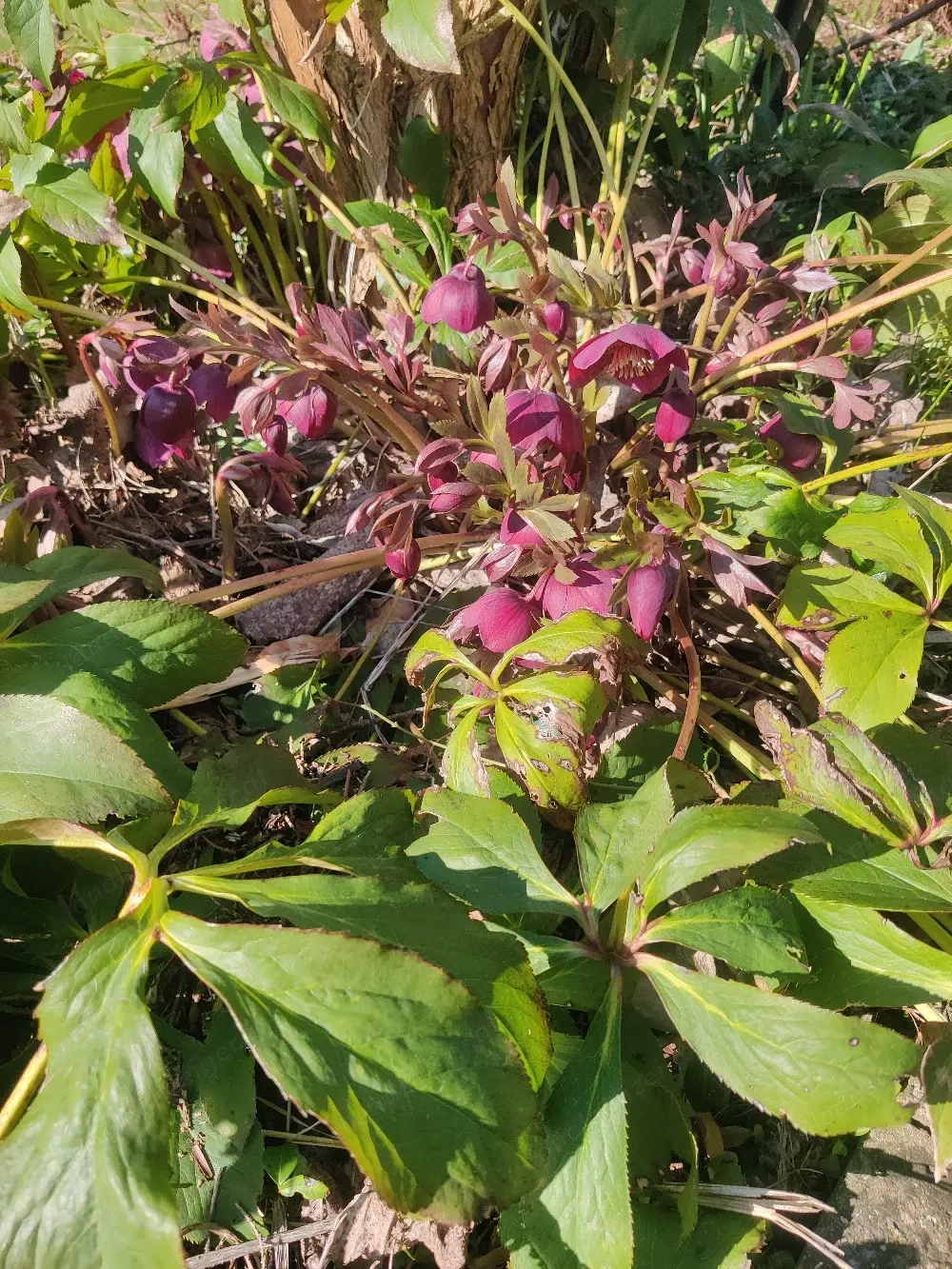 gelegentliche Mitarbeit im Garten