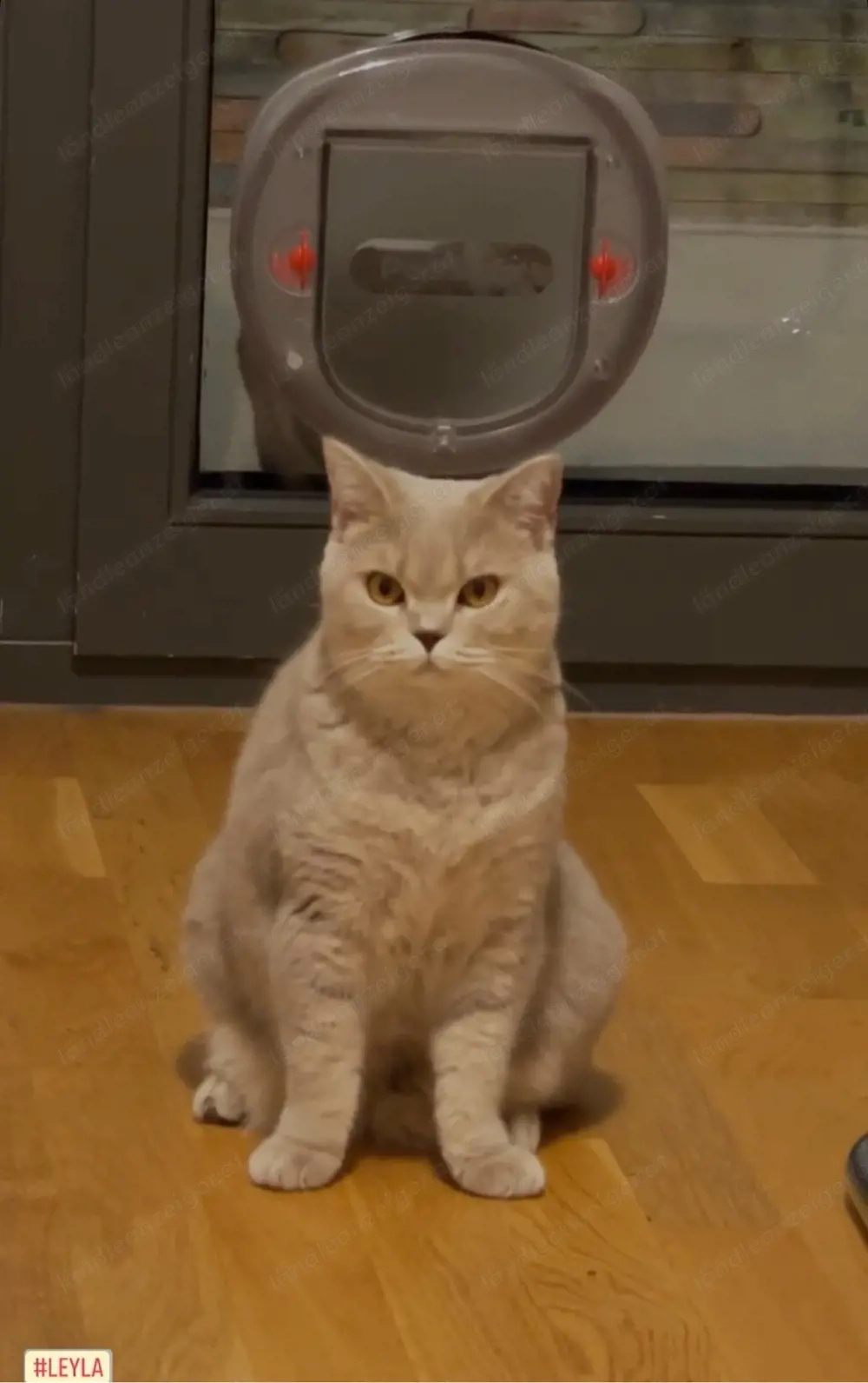 Katze Britisch Kurzhaar