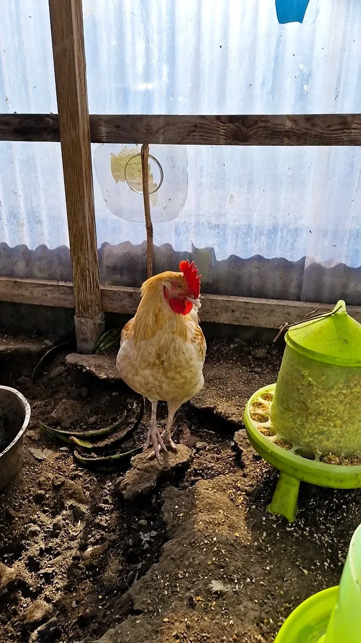 Drei Junge Hähne zu verschenken..!