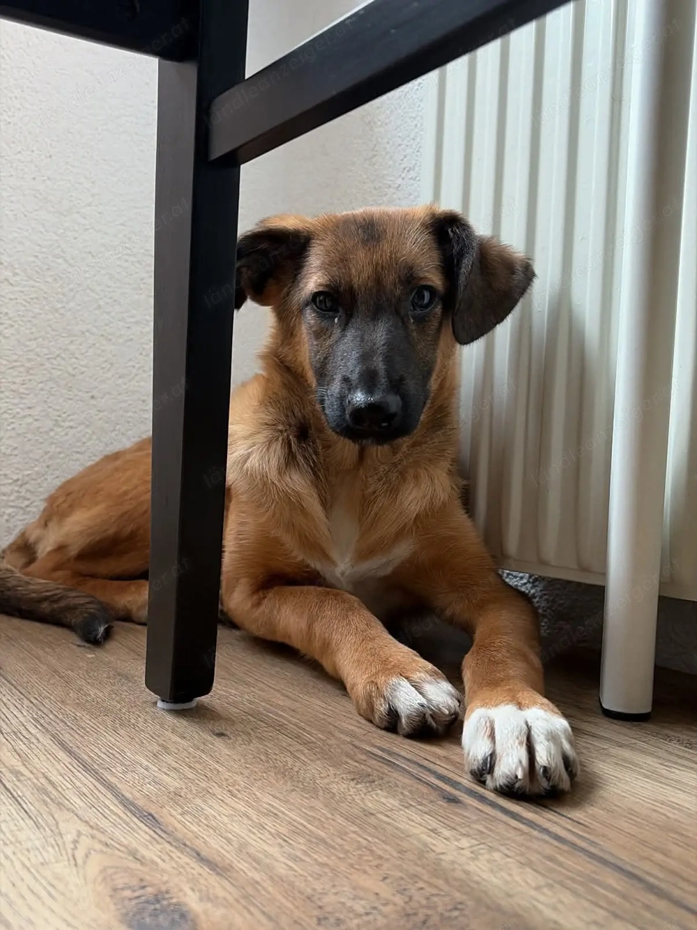 Candy - neugierig, verschmust und bereit für eine Familie