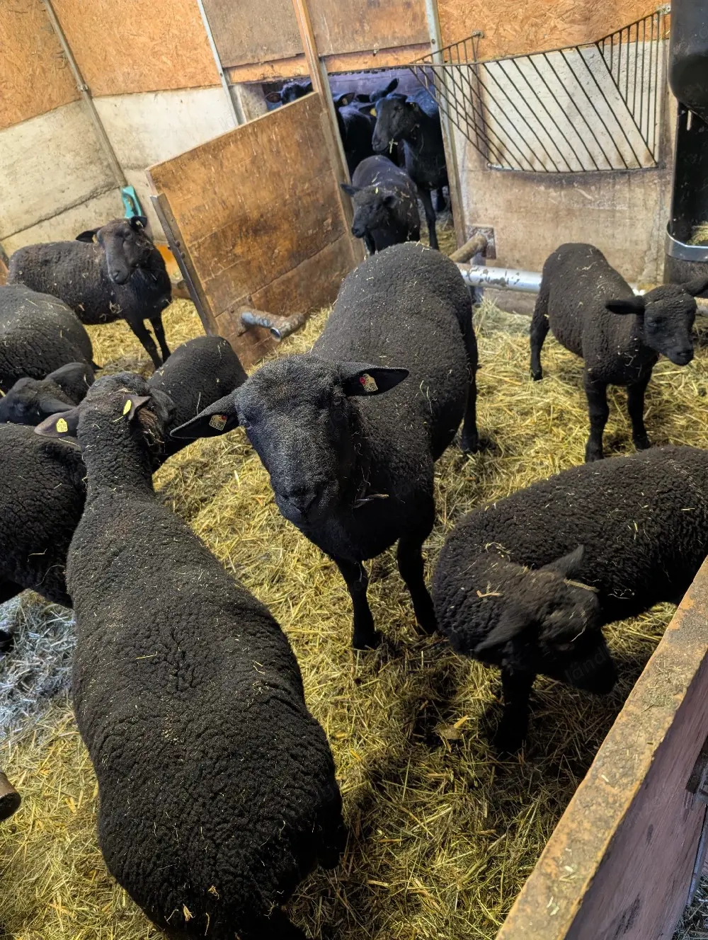 Bio Bocklämmer zu verkaufen 