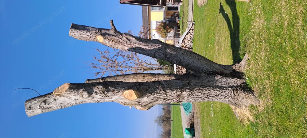 Nußbaum für Drechsler u. Handwerker 