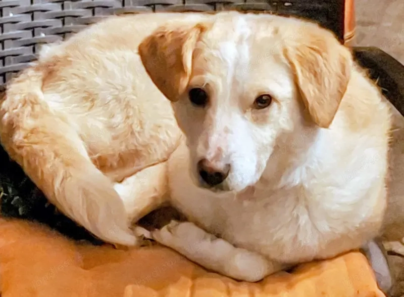 Amalfi - NOTFALL Österreich