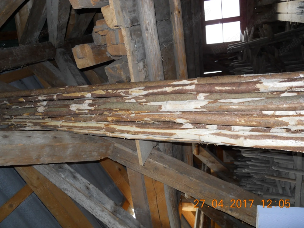 Schöne starke Bohnenstangen