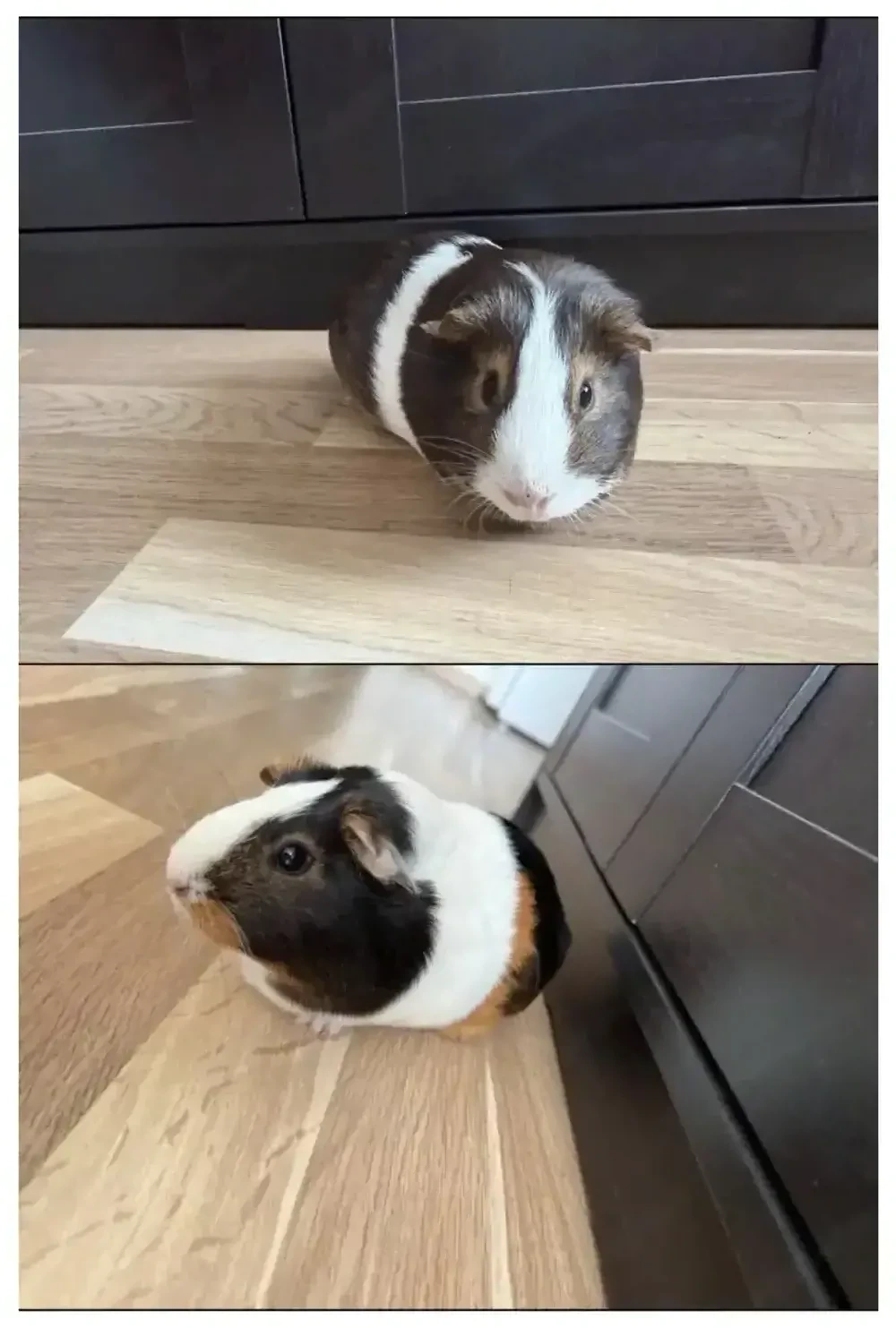 Kurzhaar-Meerschweinchen  