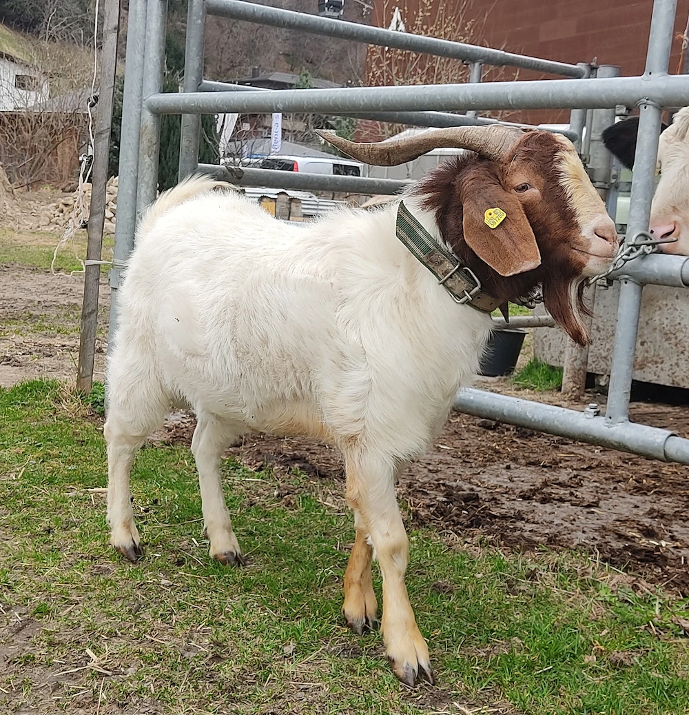Burenziegenbock 