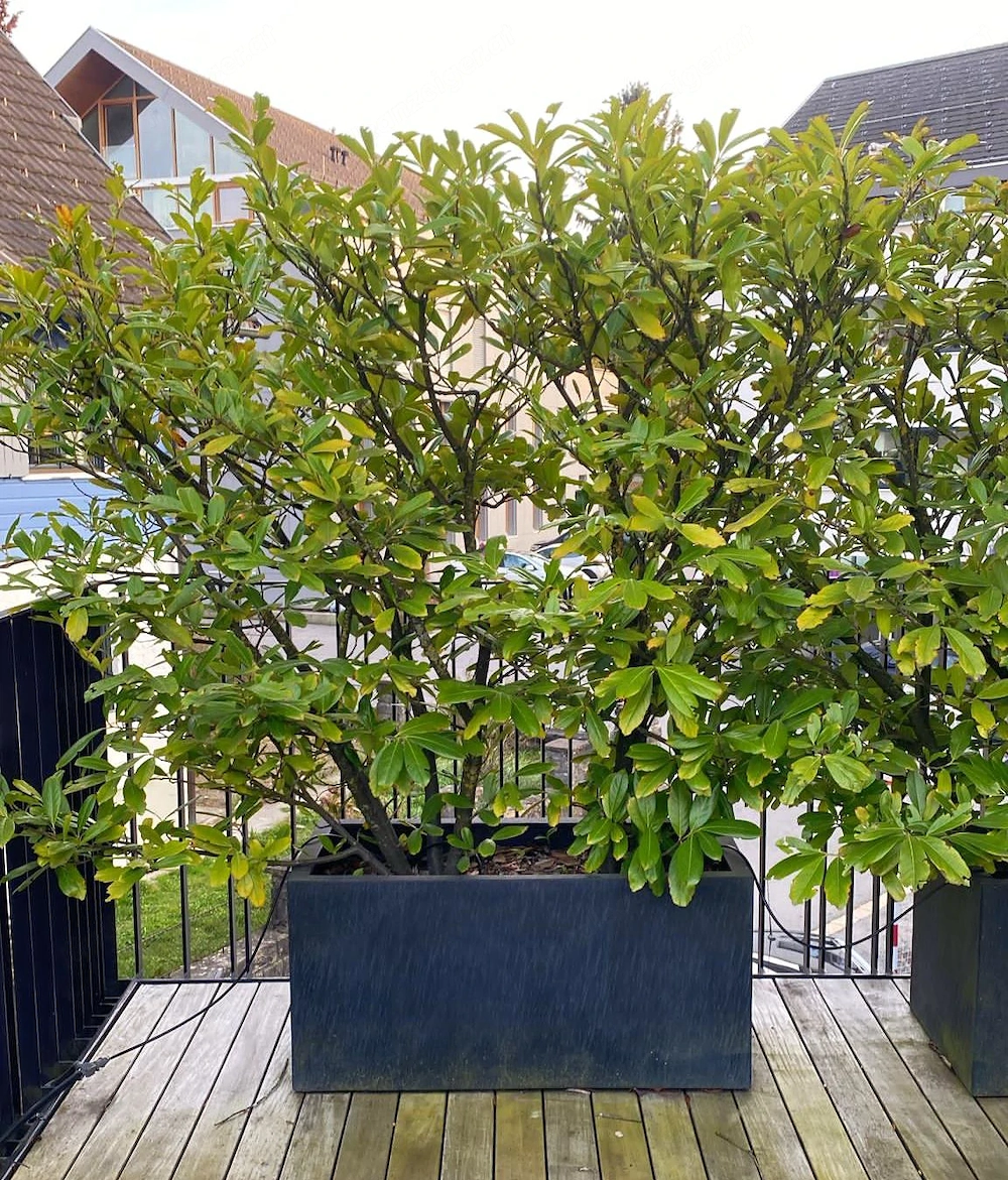 Kirschlorbeer bis ca. 2m hoch, bis 10 Bäume, nur   22, -