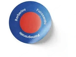 Surgonix Patch Germany Reviews: The Ultimate Pain Relief Solution Benefits, Ingredients!