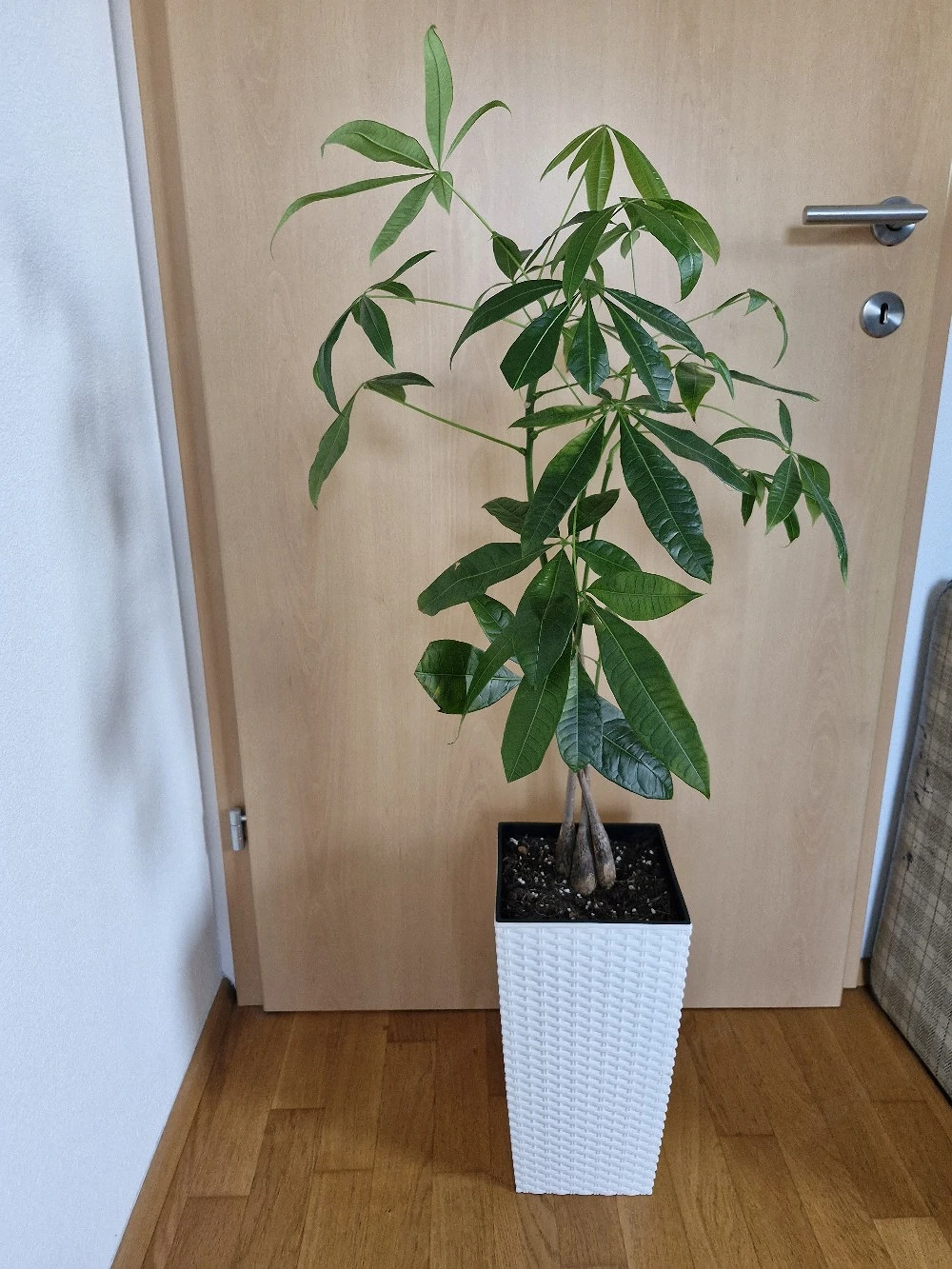 Glückskastanie im weissen Topf