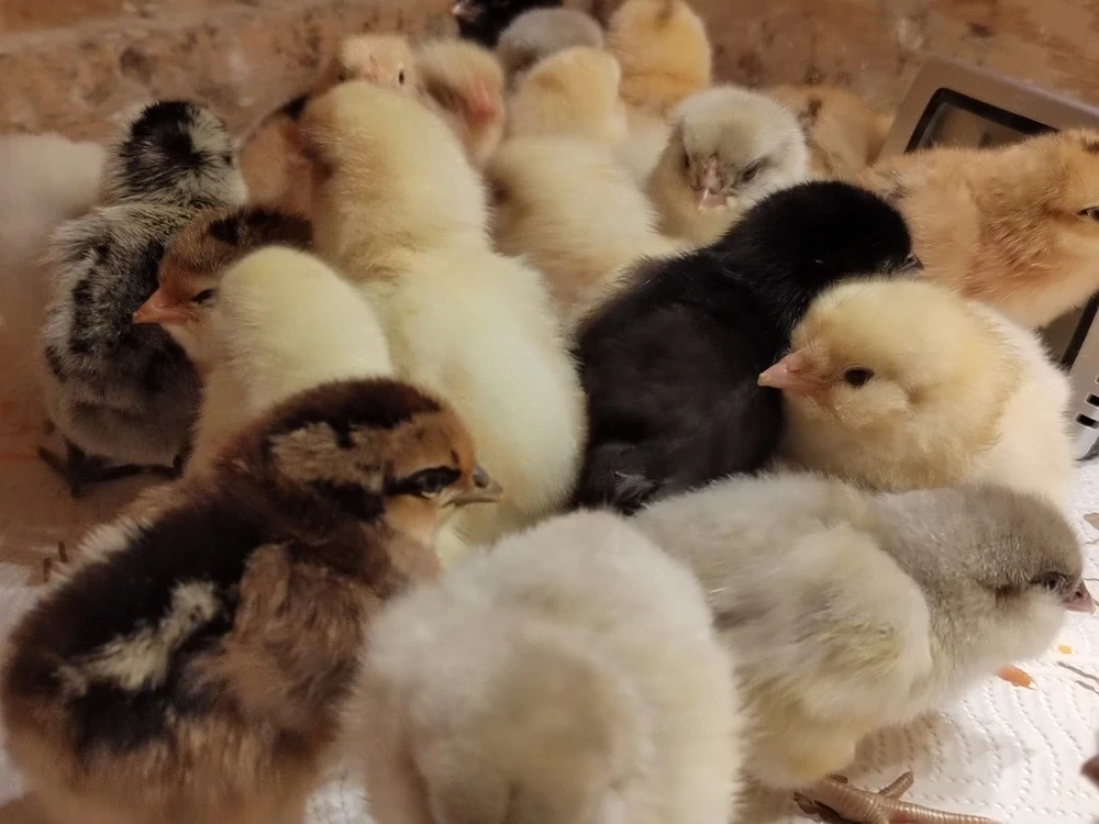 Küken   Buntlegerküken