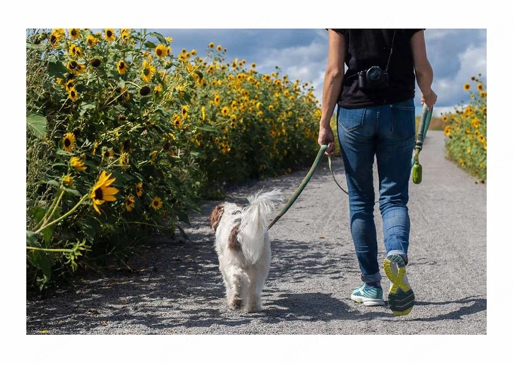 Hundebetreuung   Gassiservice