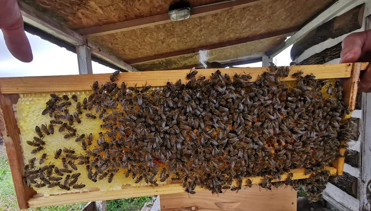 BIO Bienenvölker Ableger