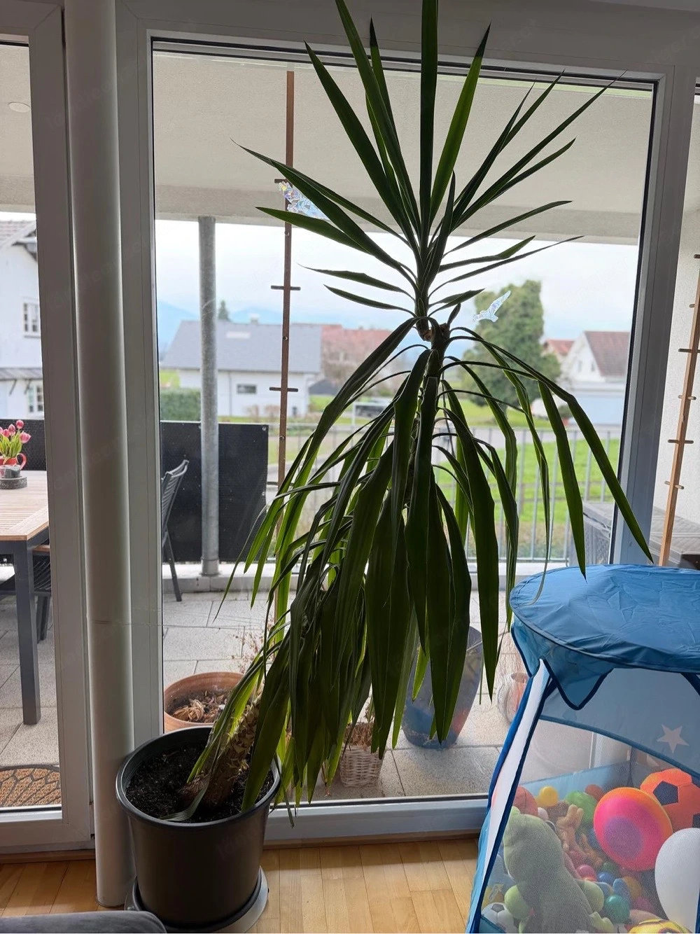 Palme mit Topf zu verkaufen