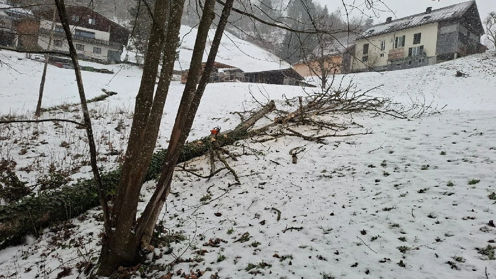 Holzfällung aller Art