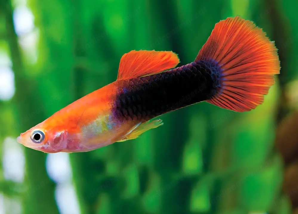 2 Guppy Männchen zu verschenken