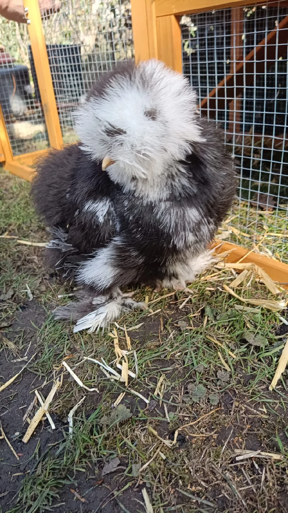 drei gesund zwergseidenhühner 