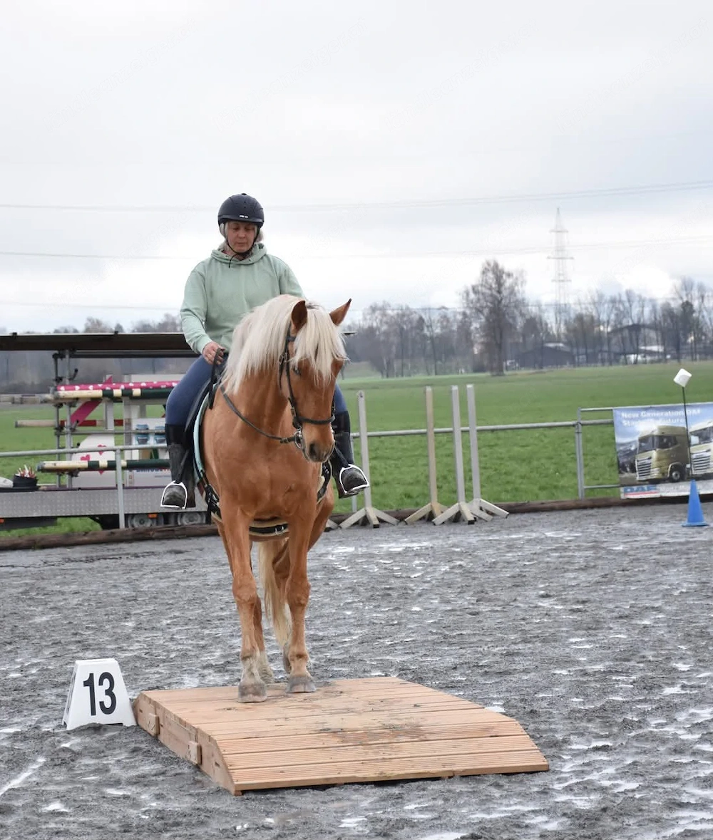 Reitbeteiligung gesucht   feinfühlige Reiterin für Lusitano (9 Jahre)