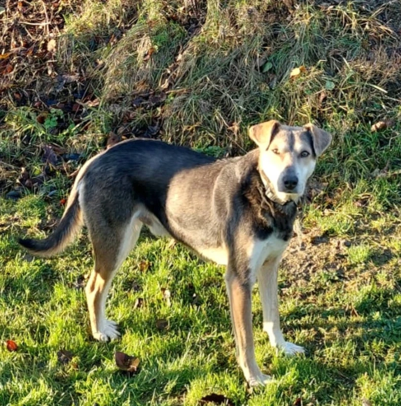 Ozzy - Notfall Österreich