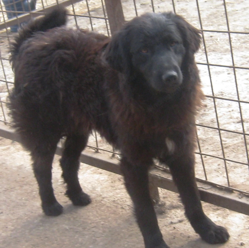 Adi möchte IHNEN Freude bereiten