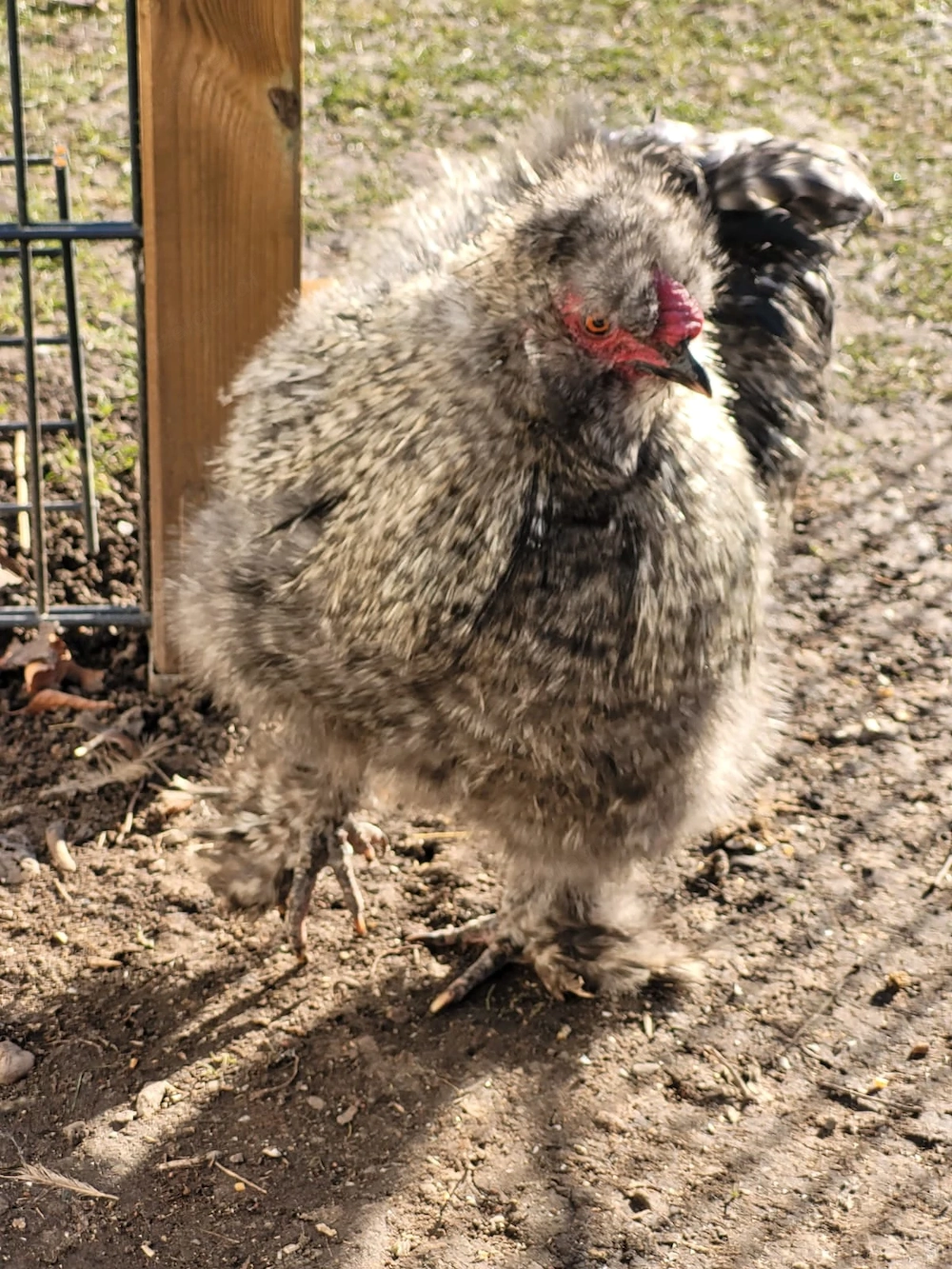 Zwergseidenhahn zu verschenken 