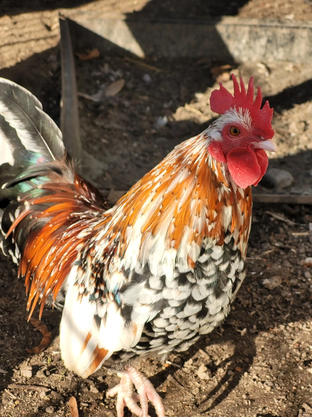 Steinpiperl-Zwerghahn zu verschenken