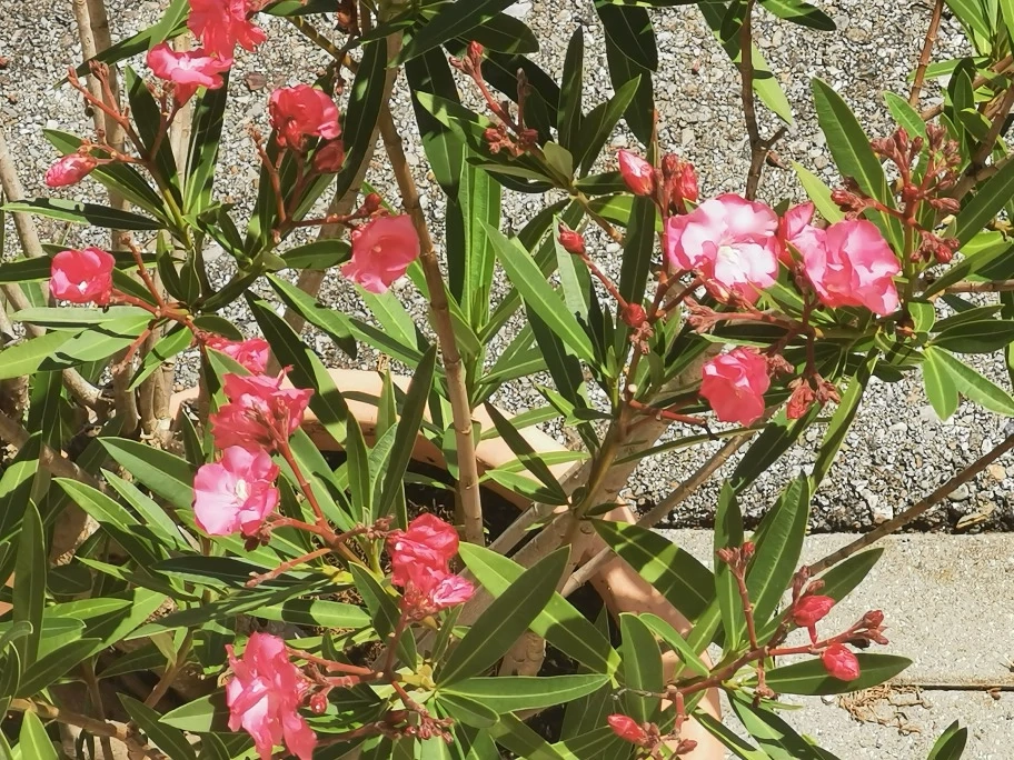 schöne Oleander Sträucher 