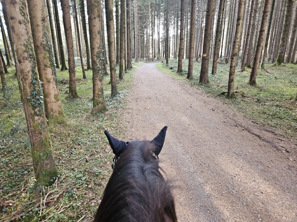 Reitbeteiligung Western zu vergeben