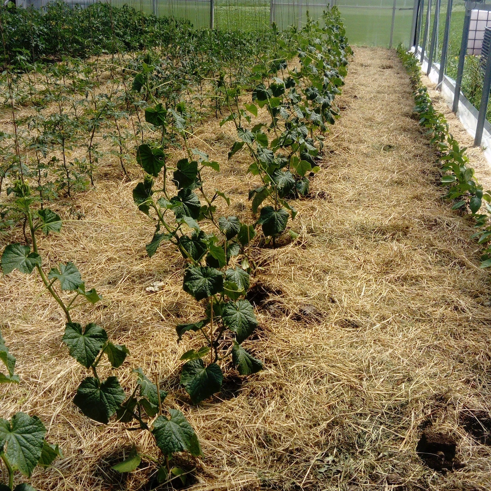 Gewächshaus-Gartenbeete zur Selbstversorgung mit Tomaten, Paprika, etc. zu vergeben